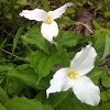 White trillium