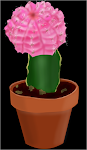 Cacti & Succulents