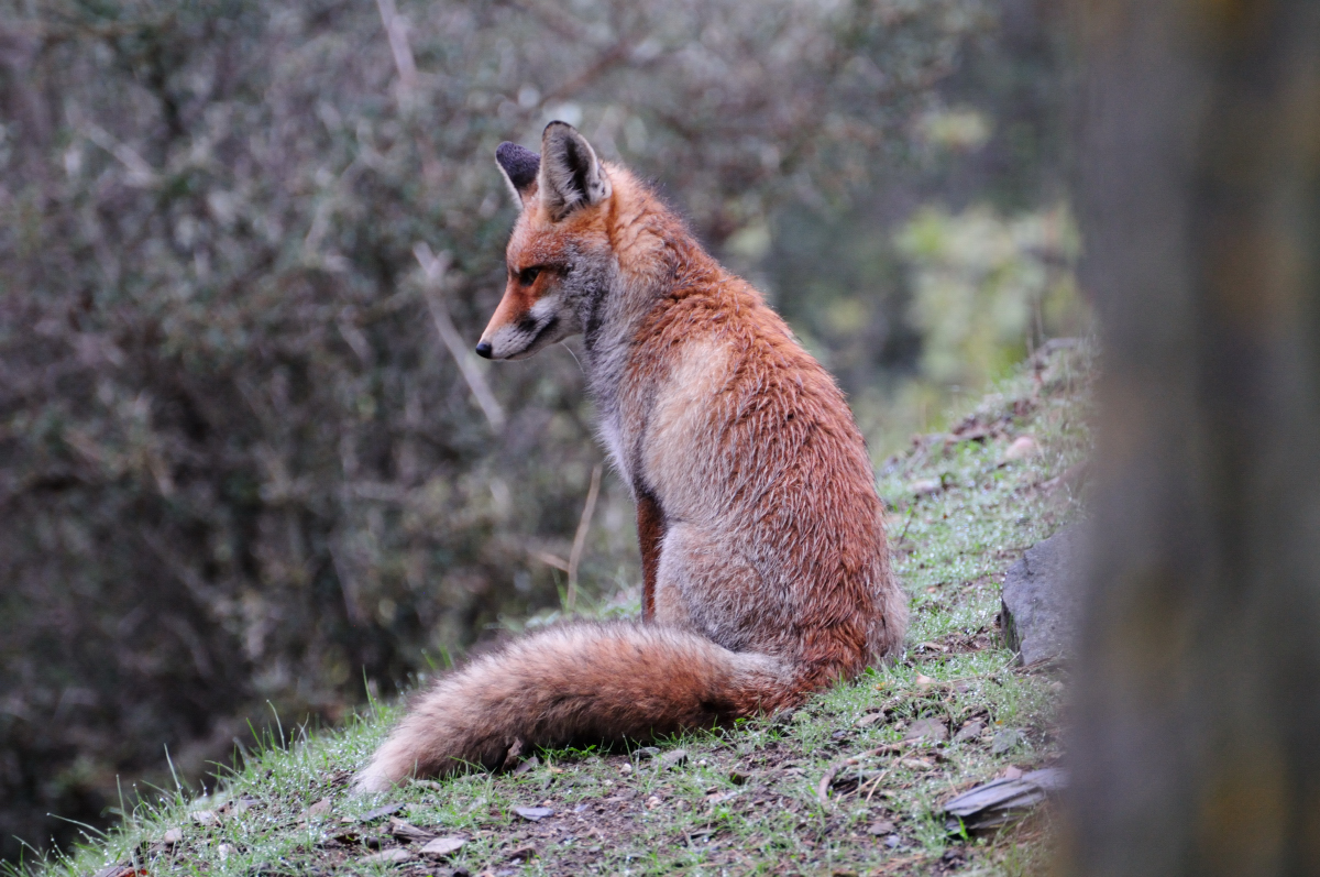 Red Fox, Zorro común