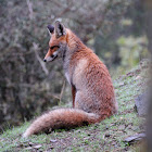 Red Fox, Zorro común