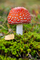 Amanita muscaria by Irena Gedgaudiene - Nature Up Close Mushrooms & Fungi