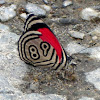 Eighty-nine butterfly