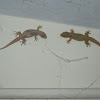 House lizard/gecko