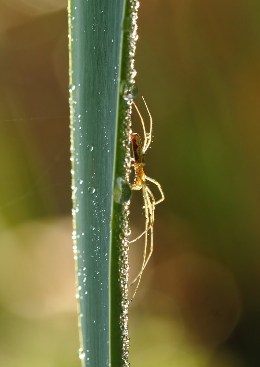 long jawed orb web spider