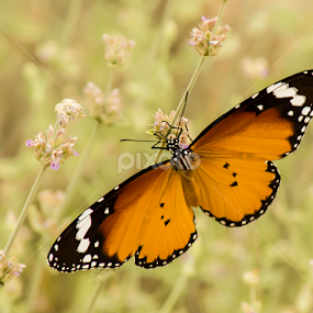 lovely butterfly by Mustafa Gulzari - Animals Insects & Spiders