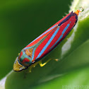 Red-banded Leafhopper - excreting