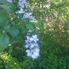 White flowering tree