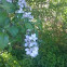White flowering tree