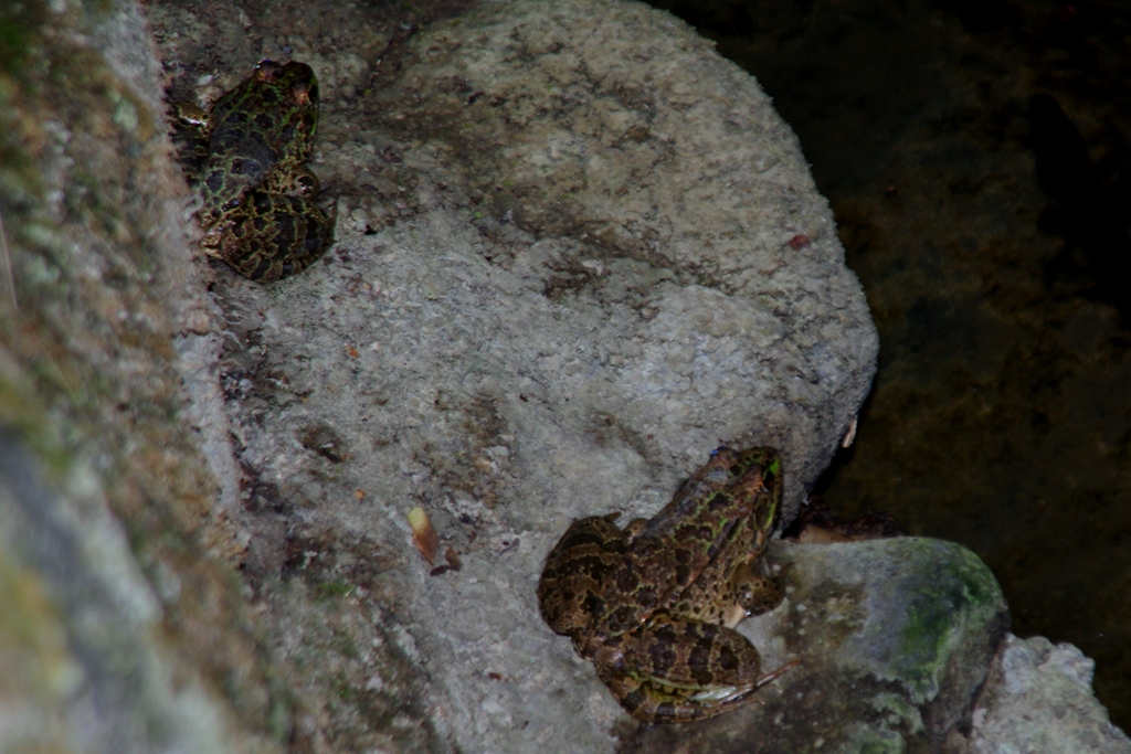 Greek marsh frog (Ελληνικός Βαλτοβάτραχος)