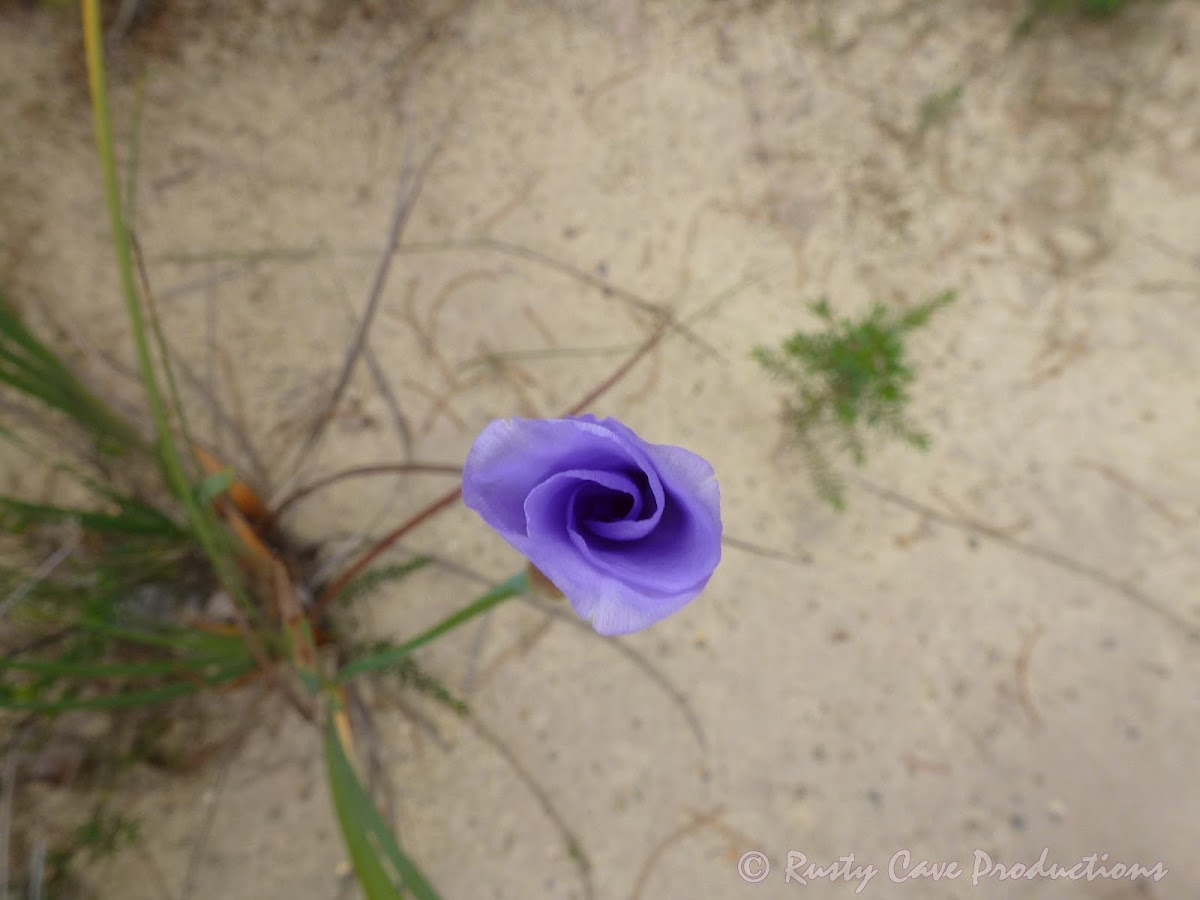 Native Iris, Silky Purple Flag