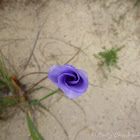 Native Iris, Silky Purple Flag