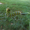 Black Swallowtail Caterpillar