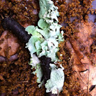 Foliose Lichen