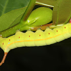 Oleander Hawk Moth Caterpillar