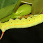 Oleander Hawk Moth Caterpillar