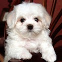 cute dog Puzzle A3