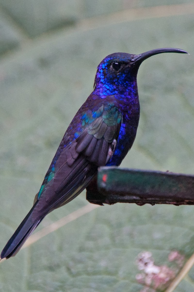 Violet Sabrewing Project Noah