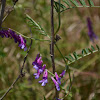 Unknown Vetch