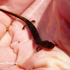 Oklahoma Salamander