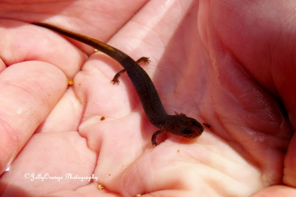 Oklahoma Salamander Project Noah