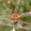 Red-veined darter - Male
