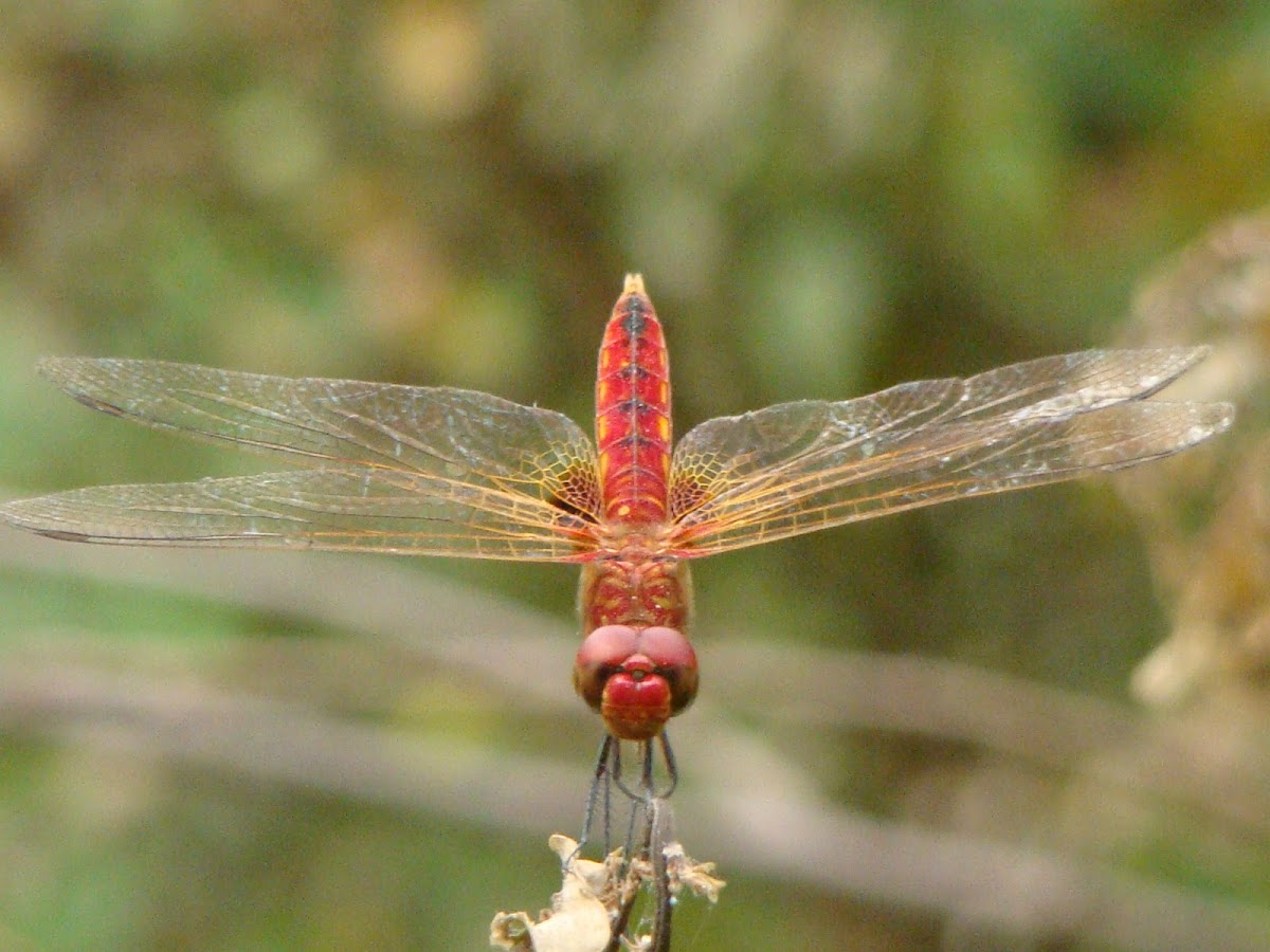 Red-veined darter - Male
