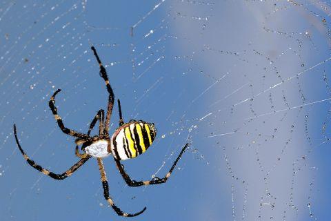 【免費娛樂App】Spider Wallpaper LWP-APP點子