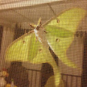 Luna Moth