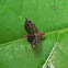 Leafhopper