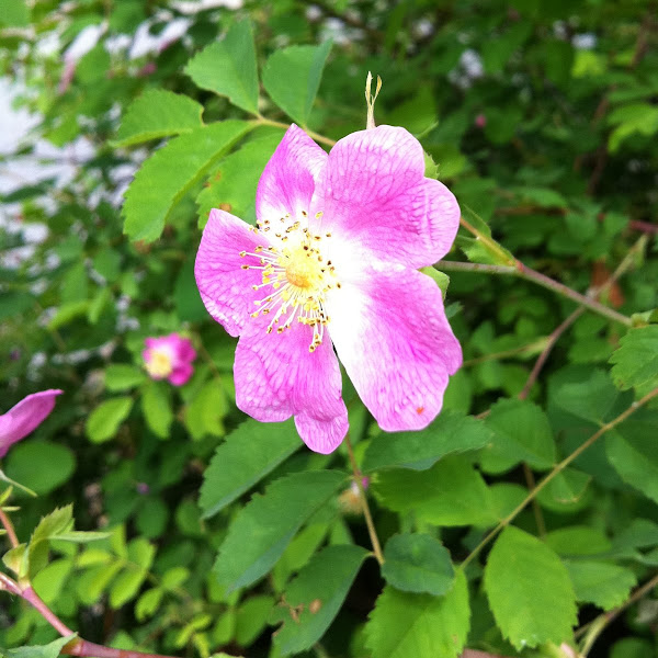 Wild rose Project Noah