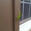 Grasshopper (Short winged green)