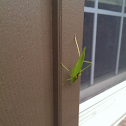Grasshopper (Short winged green)