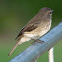 African Dusky Flycatcher