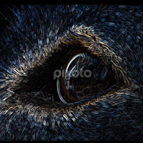 soulful eyes by Janet Gilmour-Baker - Abstract Macro