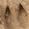 Javan Rhinoceros tracks