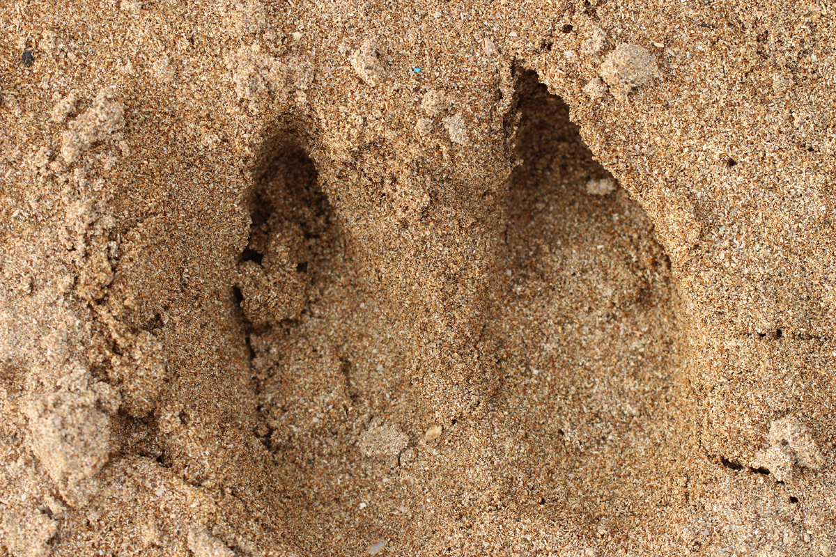 Javan Rhinoceros tracks