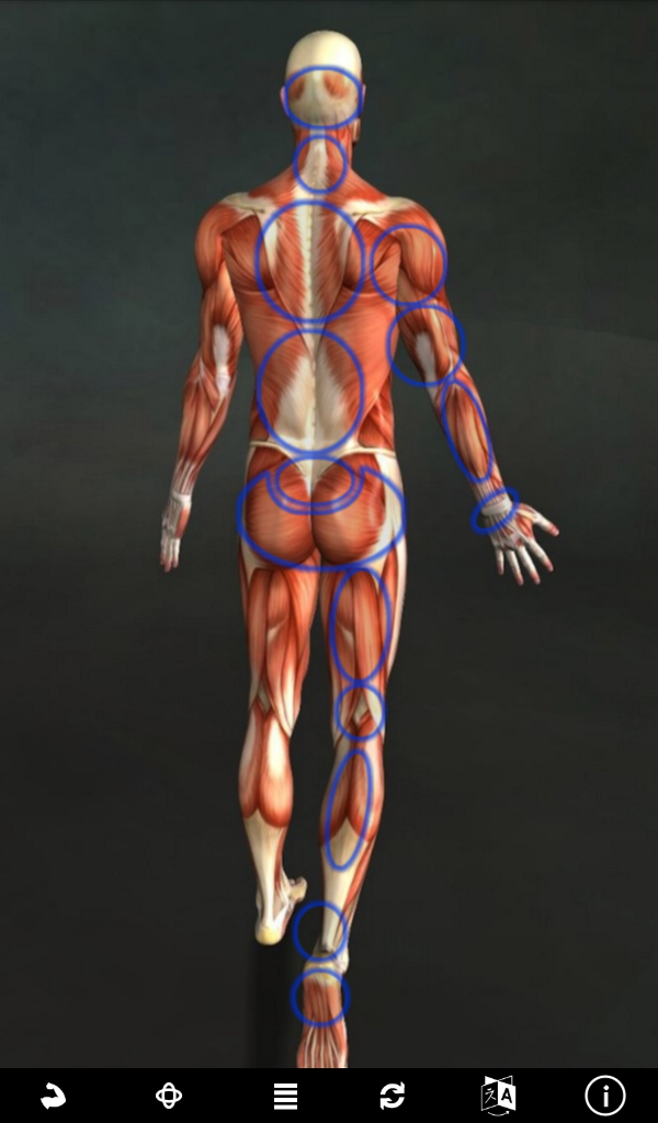 Android application Muscle Trigger Point Anatomy screenshort