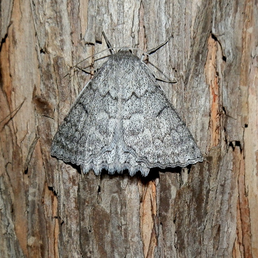 Red-lined Looper Moth
