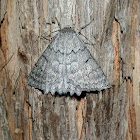 Red-lined Looper Moth