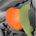Color Accent logo