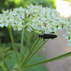 Flower Long-horn Beetle