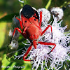 Indian Red Assassin Bug