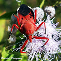 Indian Red Assassin Bug