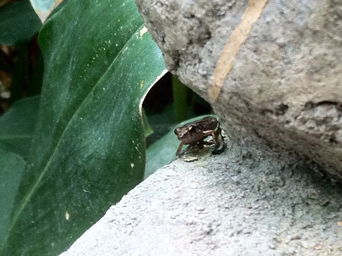 Greenhouse Frog