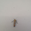 Ailanthus Webworm Moth