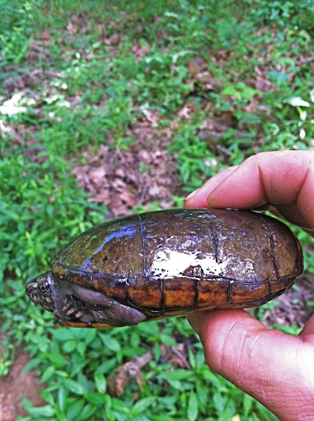 Mississippi Mud Turtle | Project Noah