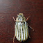 Ten-lined Giant Chafer