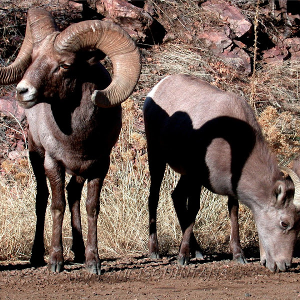 DeerPronghornBig Horn Sheep of the Rocky Mountains and the Plains