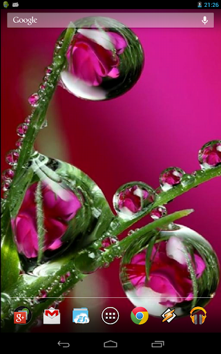 Drops of Morning Dew