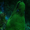 Green moray